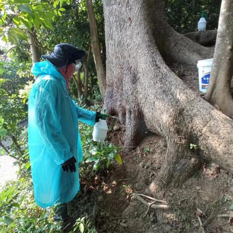 工作人员对古樟树进行施药处理
