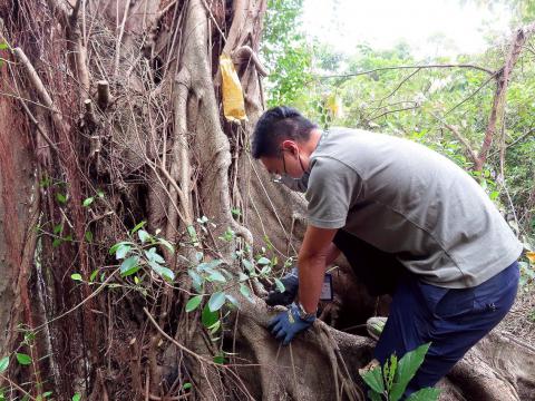 Salvar e tratar a árvore doente com transfusão de líquido
