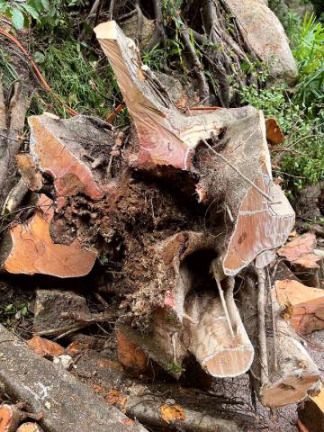 IAM dedica-se ao reforço do controlo e conservação para prevenir “cancro 
das árvores” ou podridão radicular
