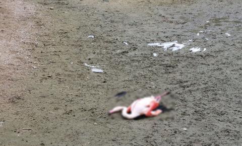 Cães vadios invadiram parque natural e atacaram flamingos
