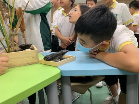 学生近距离观看动物标本
