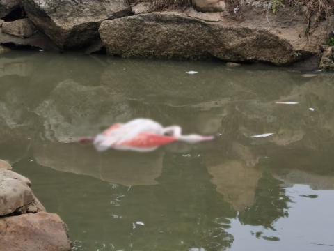Cães vadios invadiram parque natural e atacaram flamingos
