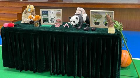 齐来认识大熊猫保育工作-大熊猫模型及标本

