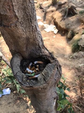 违规吸烟及乱扔烟蒂危害树木

