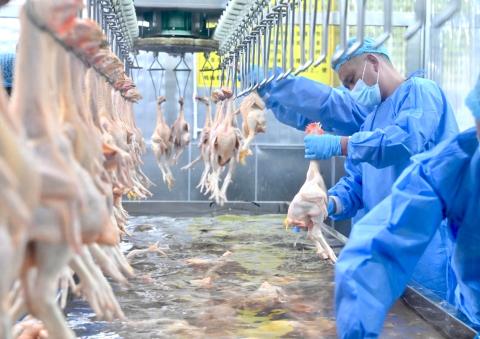 粤澳双方协调快速通关及优先检验检疫流程，确保 
“生鲜鸡”可于出厂后于1.5小时内运抵本澳上市。
