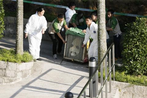 新一对大熊猫送抵设于路环金像农场的隔离设施
