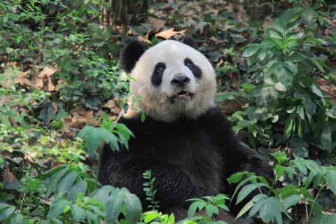 A panda gigante “Shurong”
