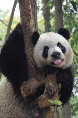 O panda gigante “Yalin”
