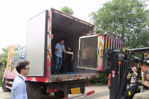 离开成都大熊猫繁育研究基地时，运载一对大熊猫的运输笼被送上专车
