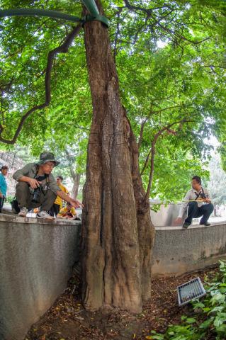 IAM conserva constantemente árvores antigas e de reconhecido valor e
herança de recursos ecológicos históricos de Macau
IAM conserva constantemente árvores antigas e de reconhecido valor e
herança de recursos ecológicos históricos de Macau