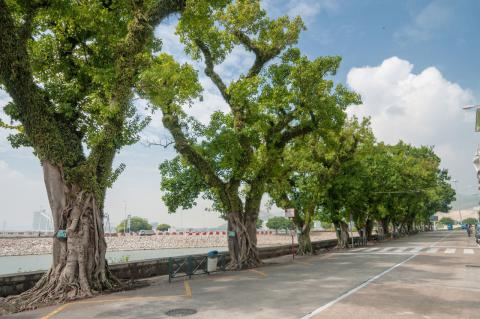 透过澳门古树名木网页可以了解古树名木的分布位置、生长情况和资讯。
