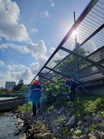 市政署派员到南湾人工湖及新口岸大水塘搜索鳄龟
