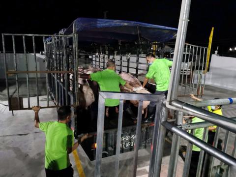 首批經過駁站輸澳活豬105頭
