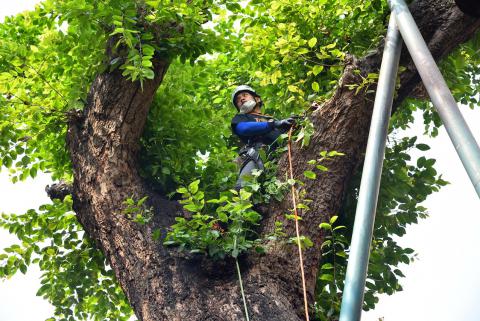 市政署人員對古樹進行評測工程
