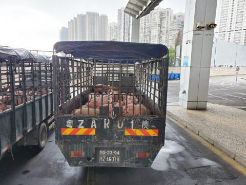 首批經過駁站輸澳活豬抵澳
