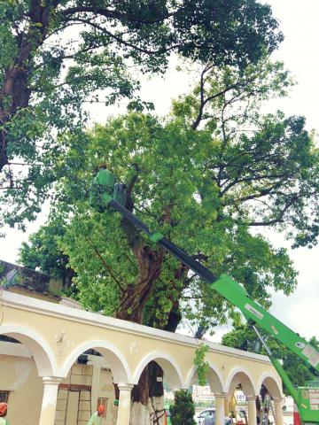 IAM conserva constantemente árvores antigas e de reconhecido valor e 
herança de recursos ecológicos históricos de Macau
