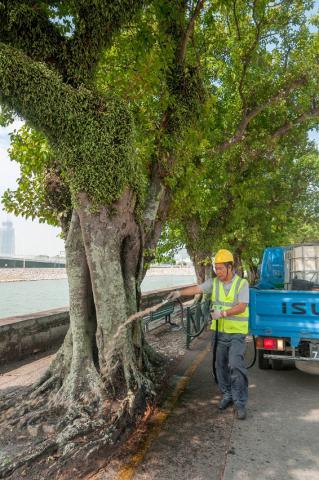 IAM conserva constantemente árvores antigas e de reconhecido valor e 
herança de recursos ecológicos históricos de Macau
