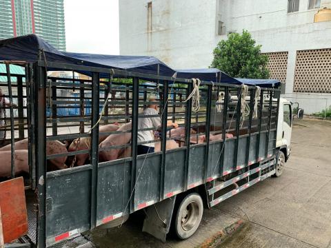 活豬經關閘運抵屠房進行檢疫
