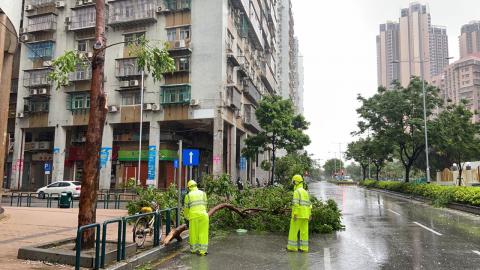 台风致有大树倒塌并阻碍行车道
