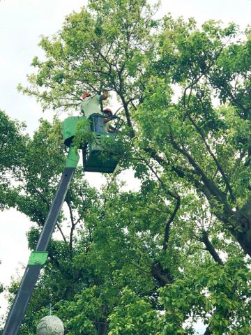 风季前检查并修剪构成安全隐患树木
