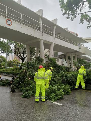 人員加緊清理路面倒塌樹木，首要開通各主幹道
