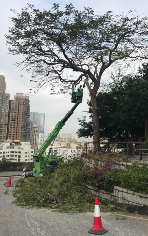 出動吊臂車修剪樹木
