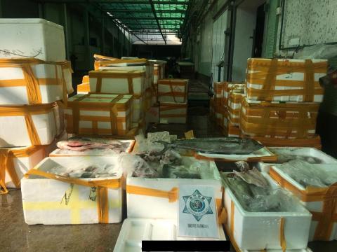 海關聯同市政署截獲瞞報冷凍海產逾2,400公斤
