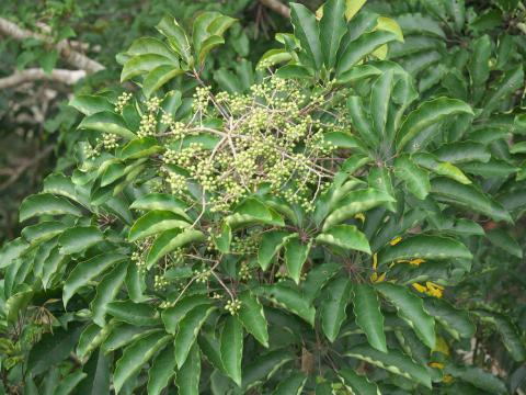 鸭脚木Schefflera heptaphylla
