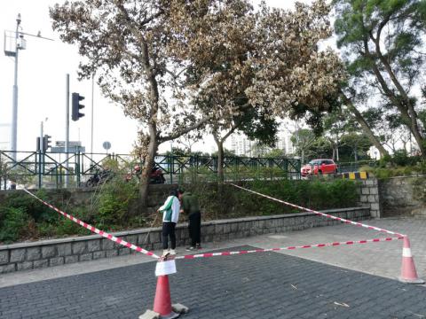 氹仔湖畔花园一棵阴香树出现枝叶不正常乾枯围，为保障安全已作围封。
