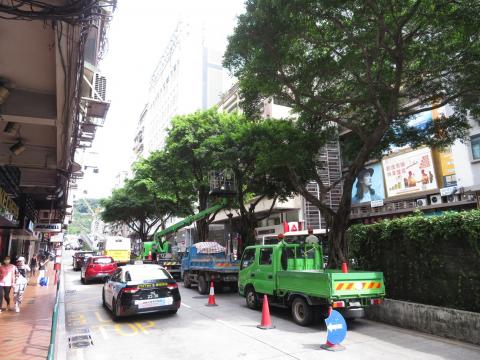 巿政署人员对高士德大马路的全列榕树进行疏剪工作
