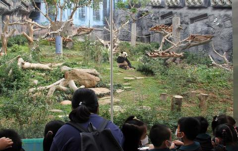 Pavilhão do Panda Gigante aberto gratuitamente a partir de Maio
