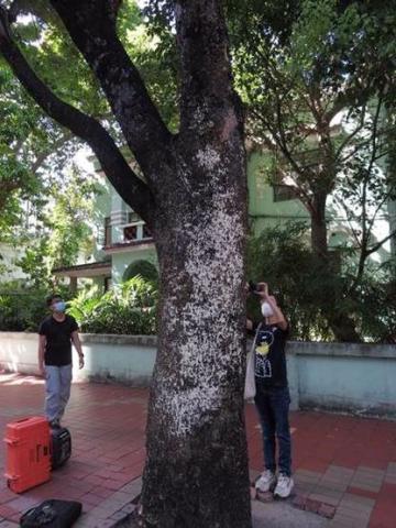 護樹人員使用儀器檢測樹木主幹情況
