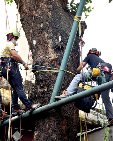 Colaboração entre Serviços para proteger as árvores antigas nos locais 
privados Árvores antigas de 500 anos incluídas pela primeira vez na Lista 
de Salvaguarda
