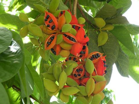 苹婆Sterculia nobilis
