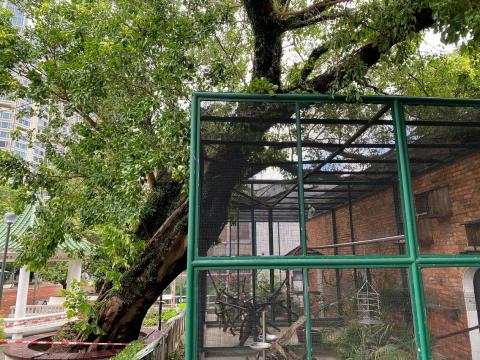 受台风吹袭倾斜压在鹦鹉笼上部分树根外露

