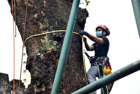 市政署人員對海南蒲桃古樹生長狀況進行評估

