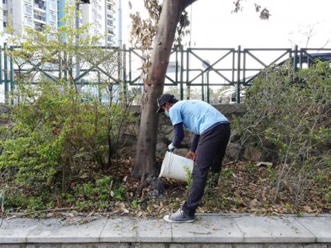 对病树进行施药救治
