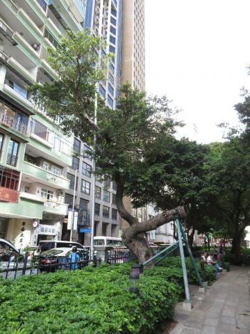 区华利前地细叶榕树冠叶转黄，树木结构和生长势锐减。
