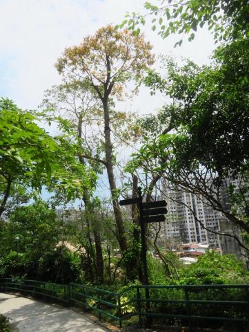 望厦山沿路斜坡感染褐根病区枯萎及濒临枯萎树木
