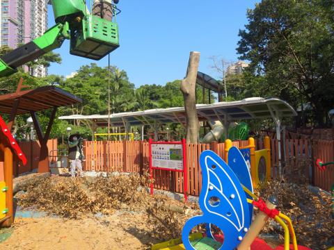 移除公园根腐病枯树
