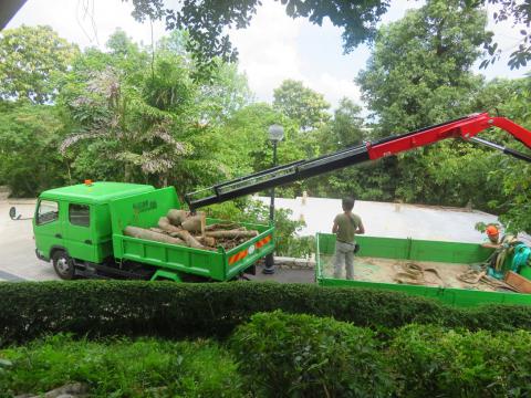 移除路旁斜坡危树
