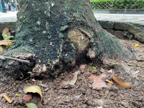 慕拉士大馬路木棉樹皮組織腐爛並有白蟻蛀食中根
