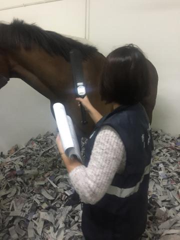 Os médicos veterinários do IAM procedem à inspecção sanitária dos 
cavalos importados
