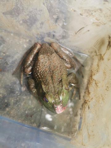 牛蛙帶有同為百大外來入侵種的蛙壺菌，對絕大部分兩棲類動物都有致死性。
