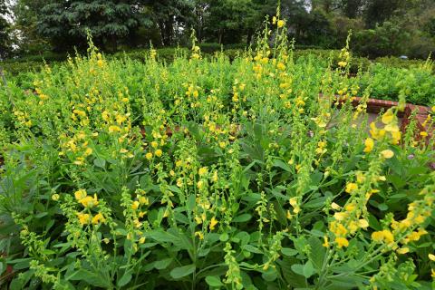 黑沙水库郊野公园的上方花坛蜜源植物盛放
