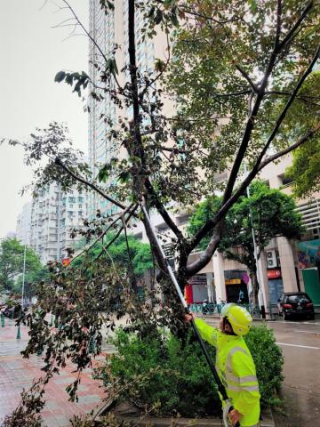 市政署人員移除並清理有即時危險的樹木斷枝

