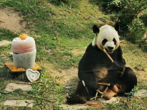 工作人员为大熊猫开开准备的冰蛋糕
