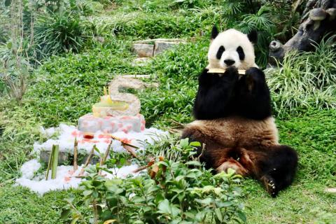 市政署为大熊猫康康送上生日祝福

