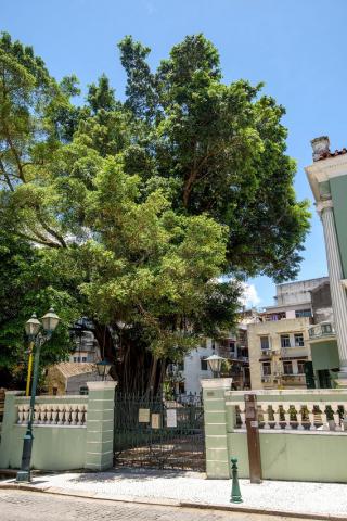 Árvore de pagode localizada no Teatro Dom Pedro V
