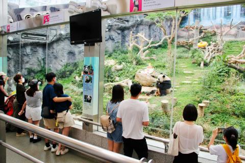 市民一家大细趁假日到大熊猫馆探望一对大熊猫，庆祝「健健」「康康」五岁生日
